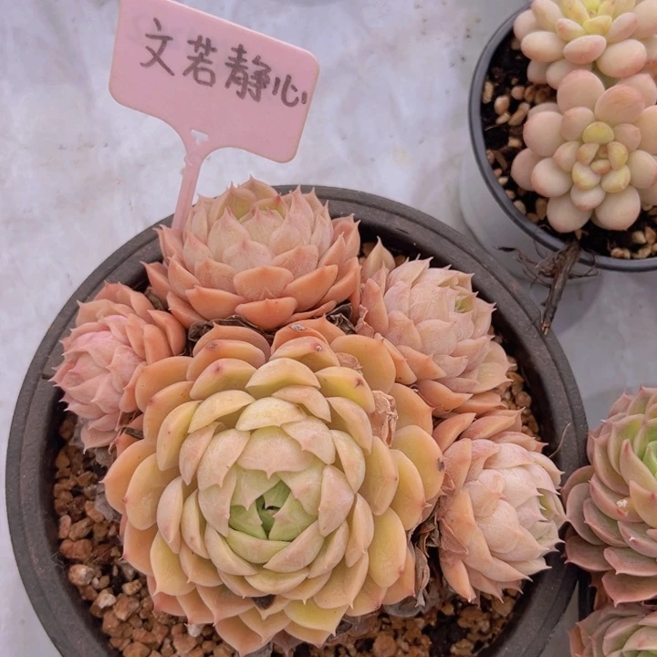 幸****健健康康平平安安