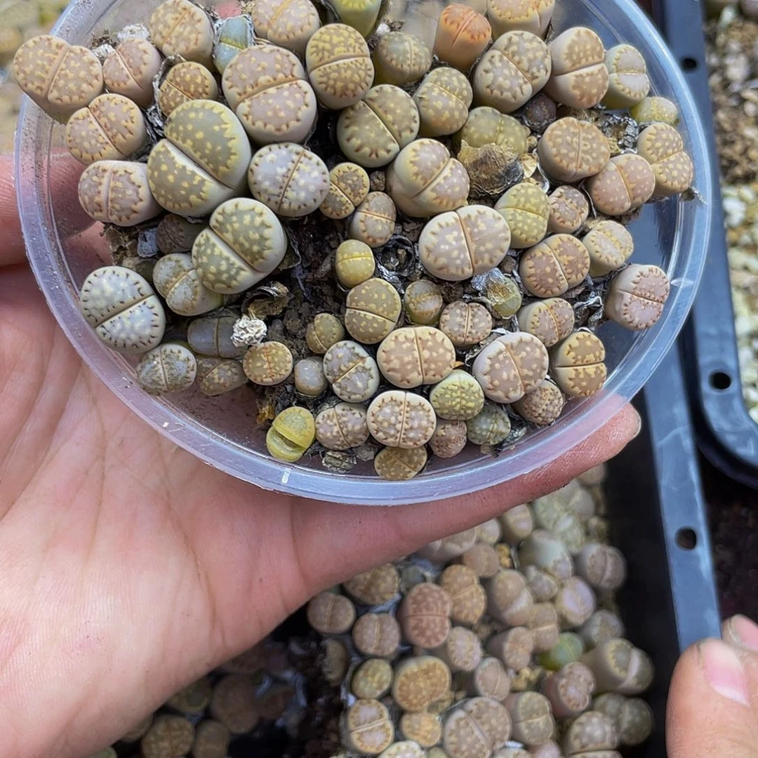 10000000000花花花花花