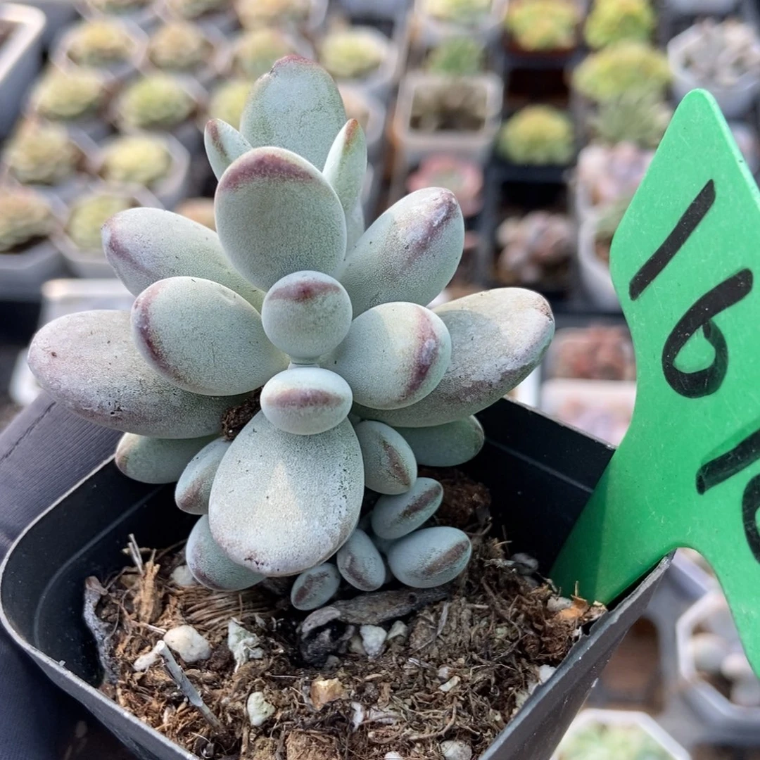 1676福娘多肉植物多肉