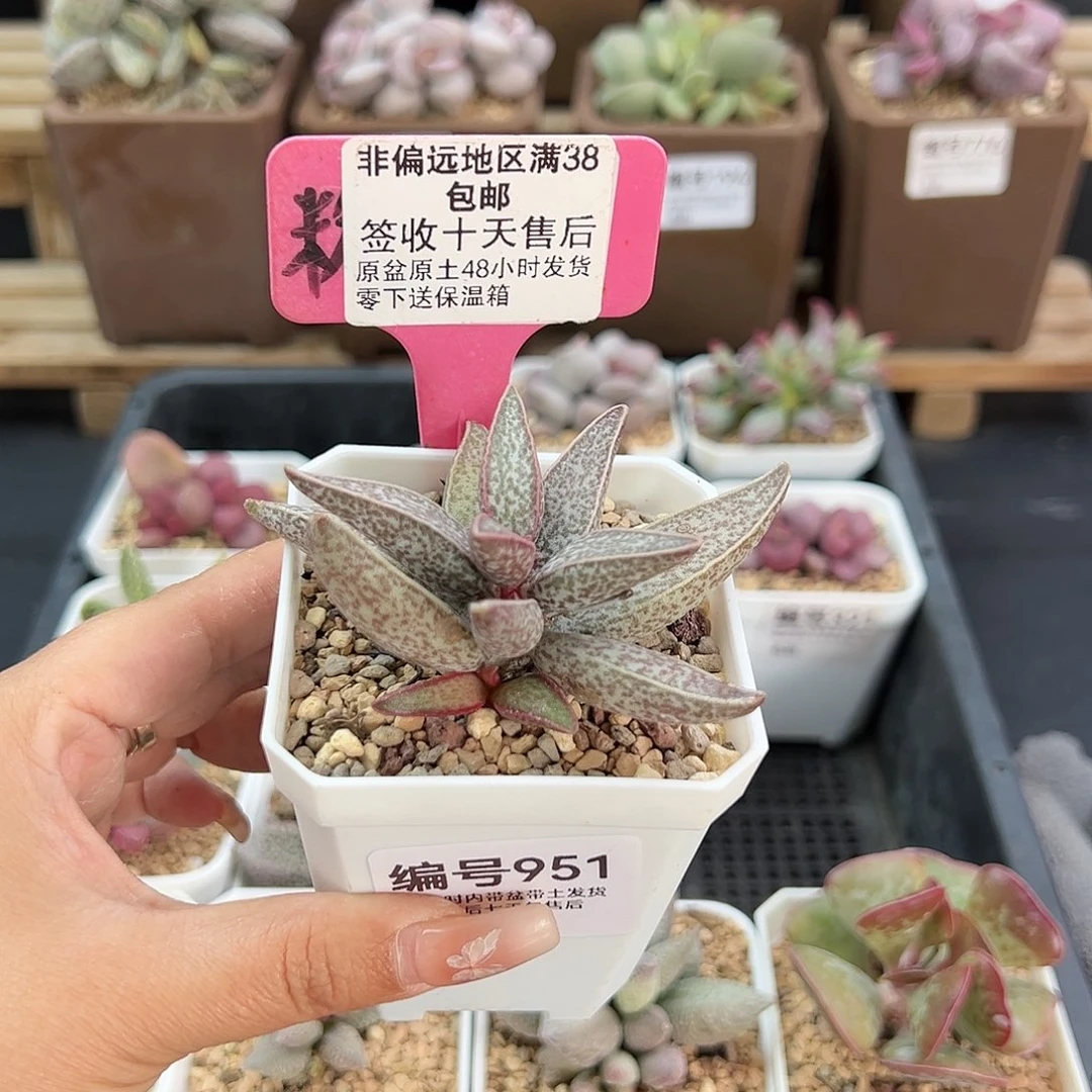 951红太平多肉植物