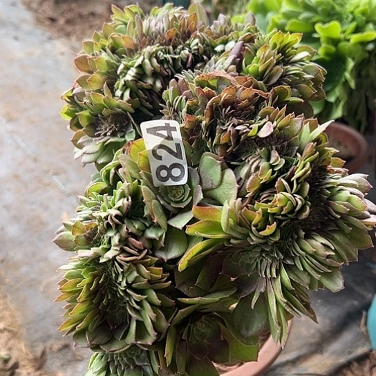 月***糖多肉植物一个万追824