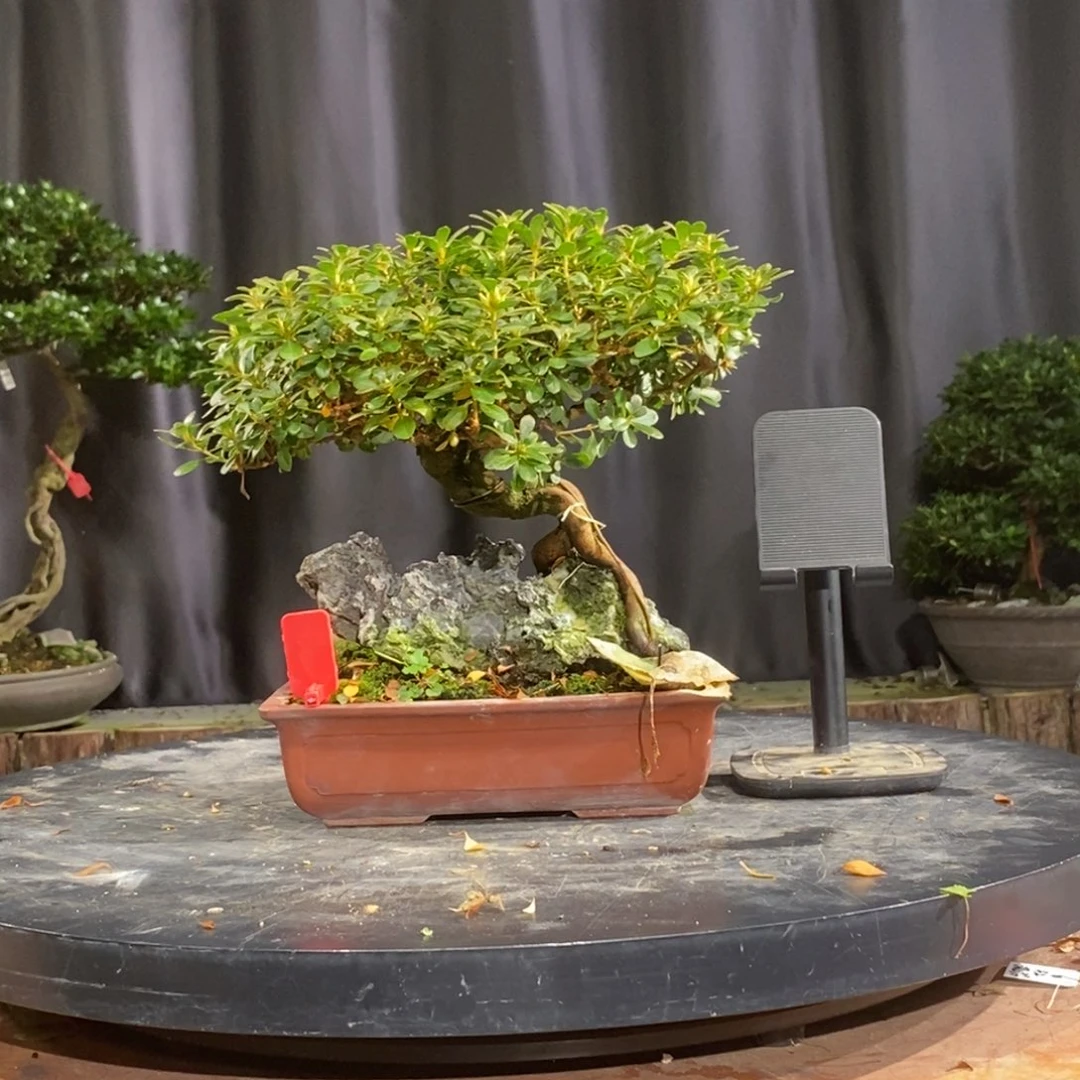 无花朵皋月杜鹃一物一花
