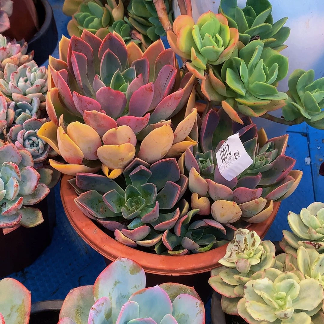 公***财     紫气东来21001