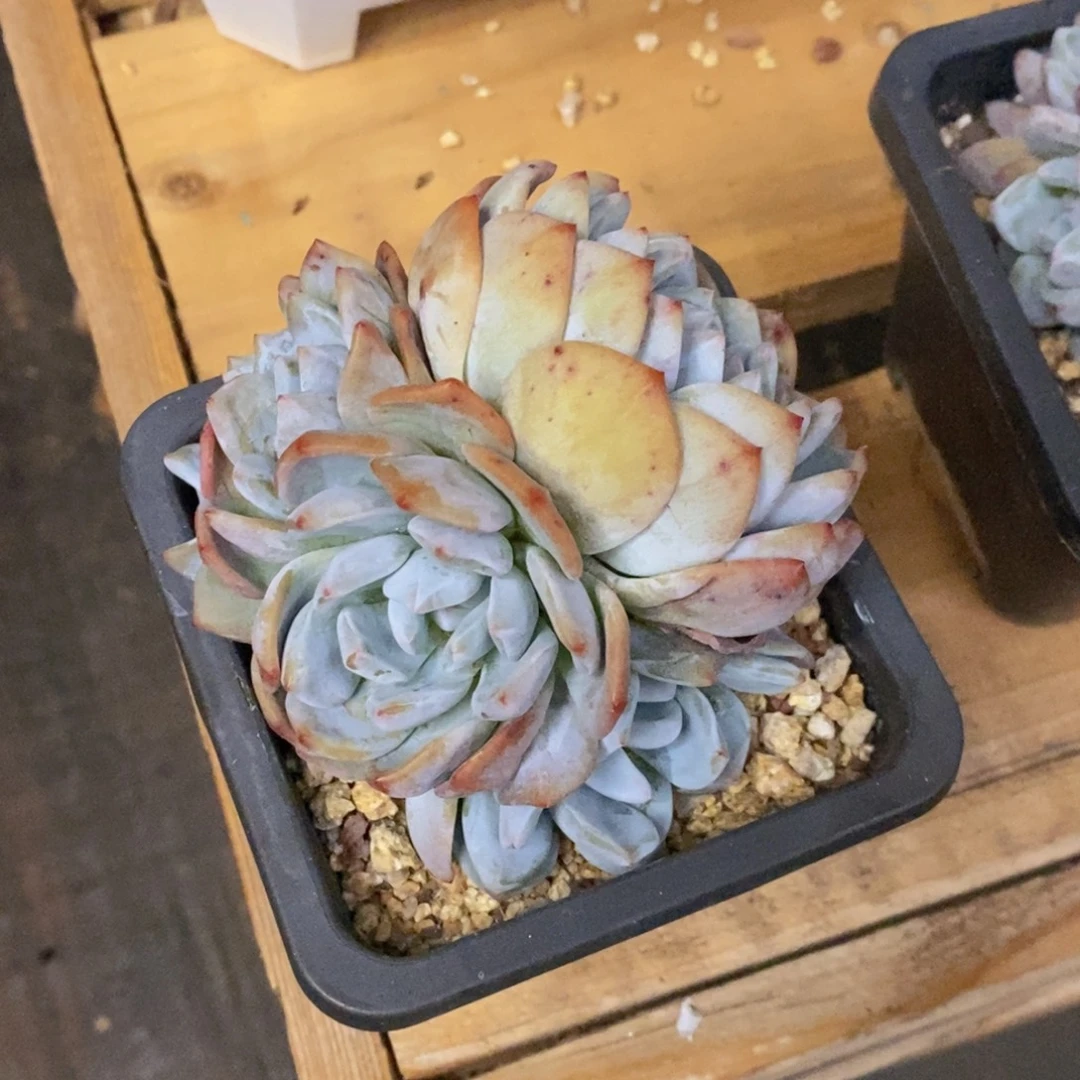 黄皮橙梦露小群一物一拍