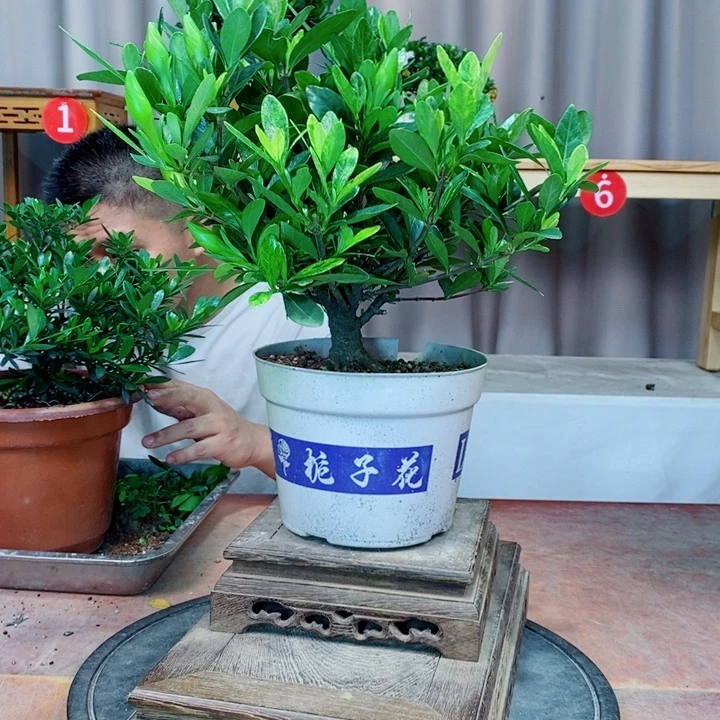 无花朵栀子花开了