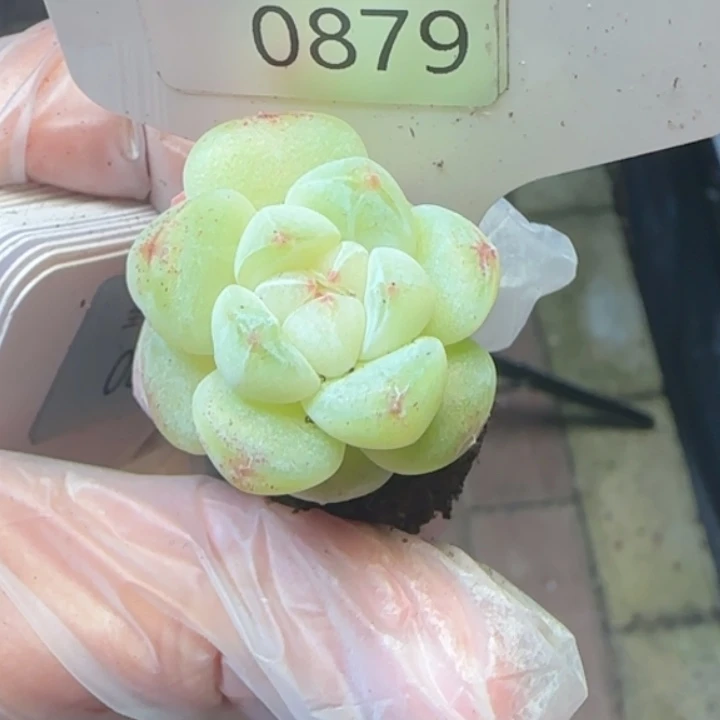 879号  琥珀冰玉