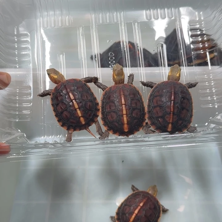 紫***树宠物龟公母搭配安缘苗