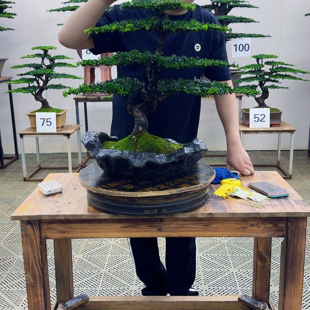 无花朵珍珠罗汉松造型盆景