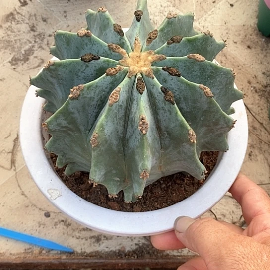 【***】一个大王冠龙仙人球