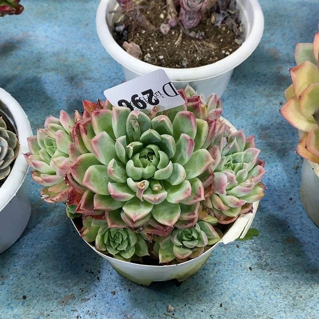 寶****ｇ296贝丽娜杂多肉