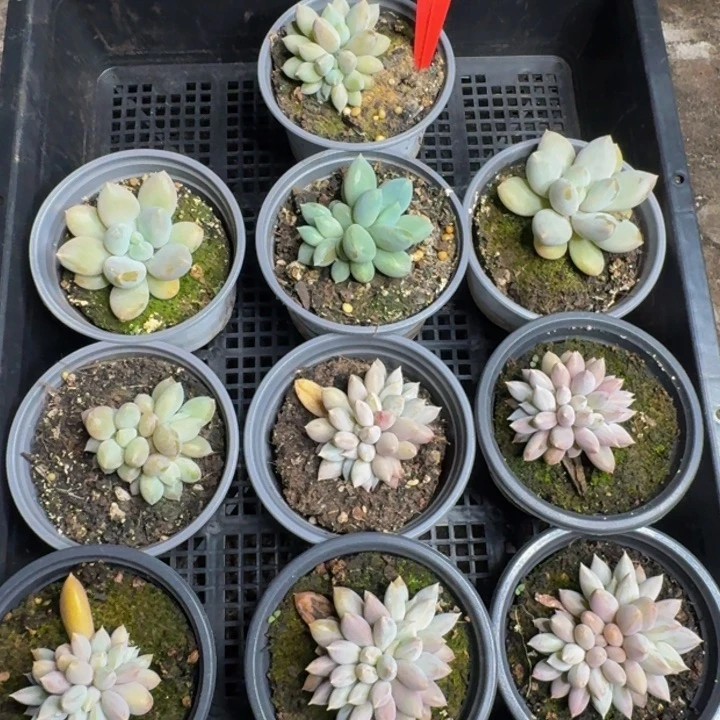 2621多肉植物一物一拍