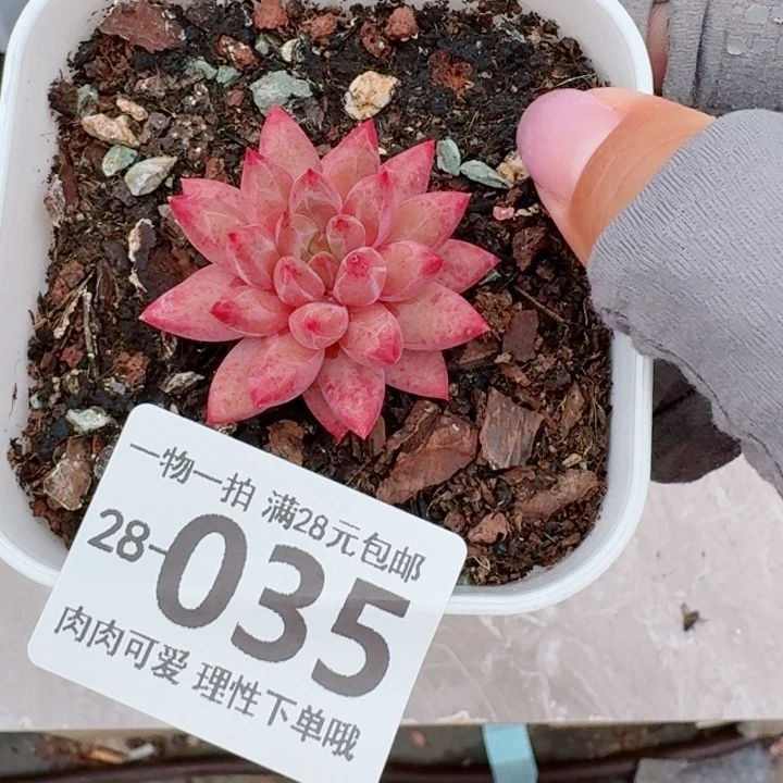 金鱼姬多肉无盆土发货无