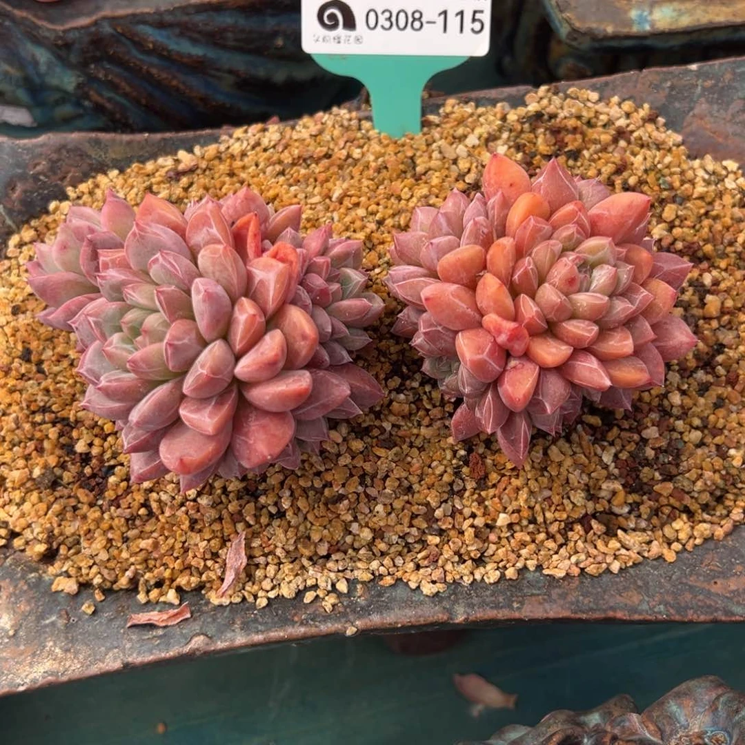 小*从前慢多肉精选编号0308.115散群