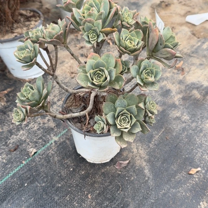 077白金两单包邮。