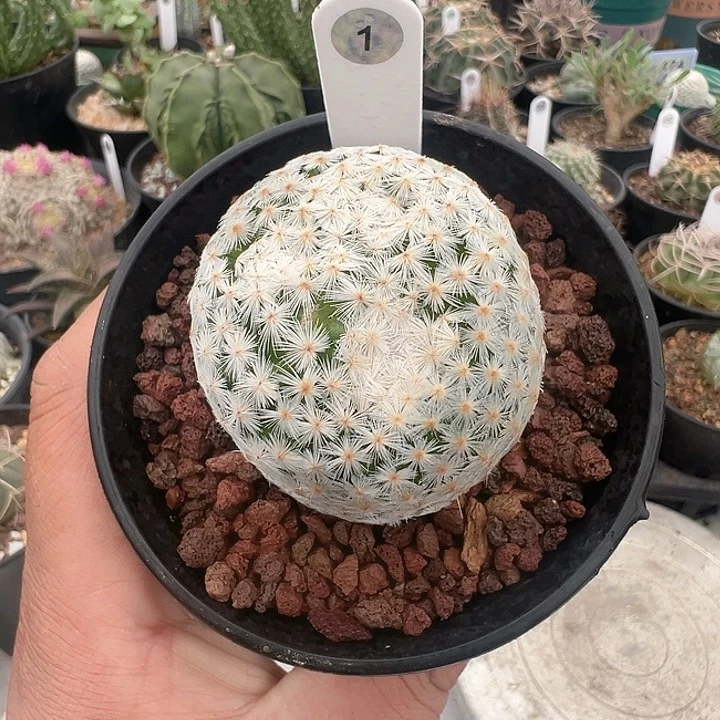 完全开放白鸟带盆发