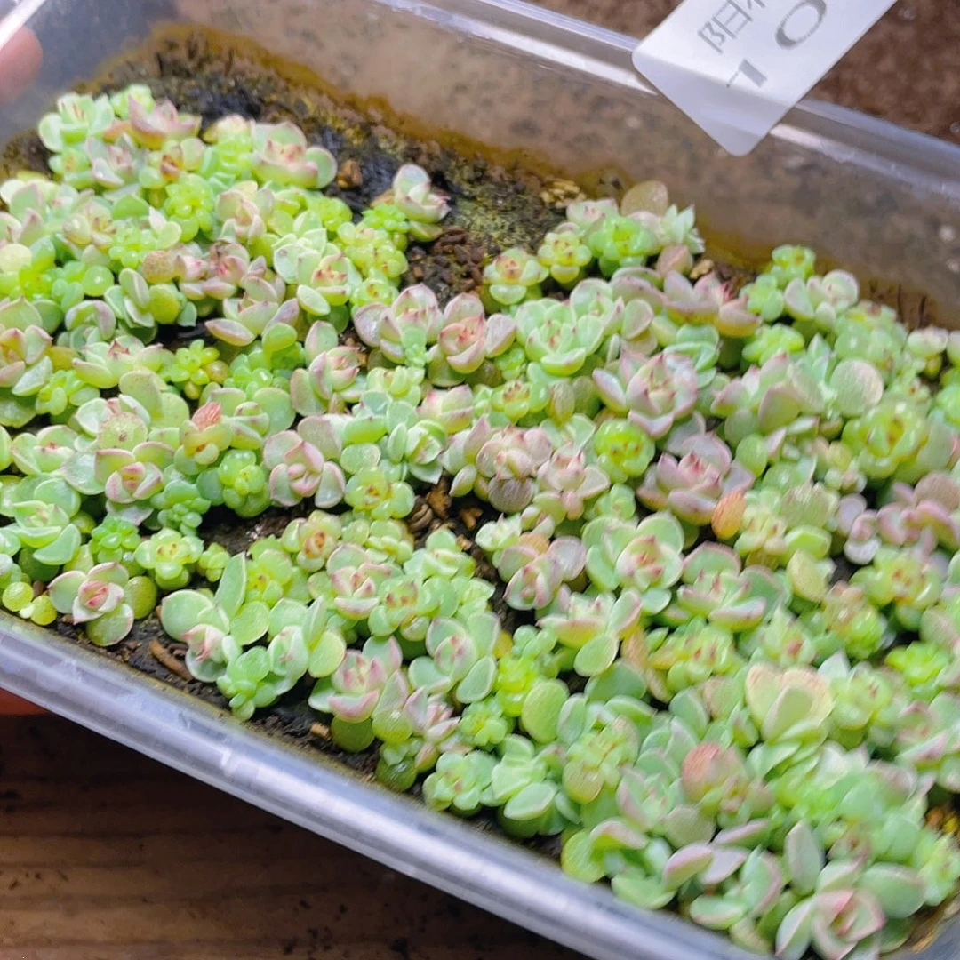 多肉植物多肉植物1090