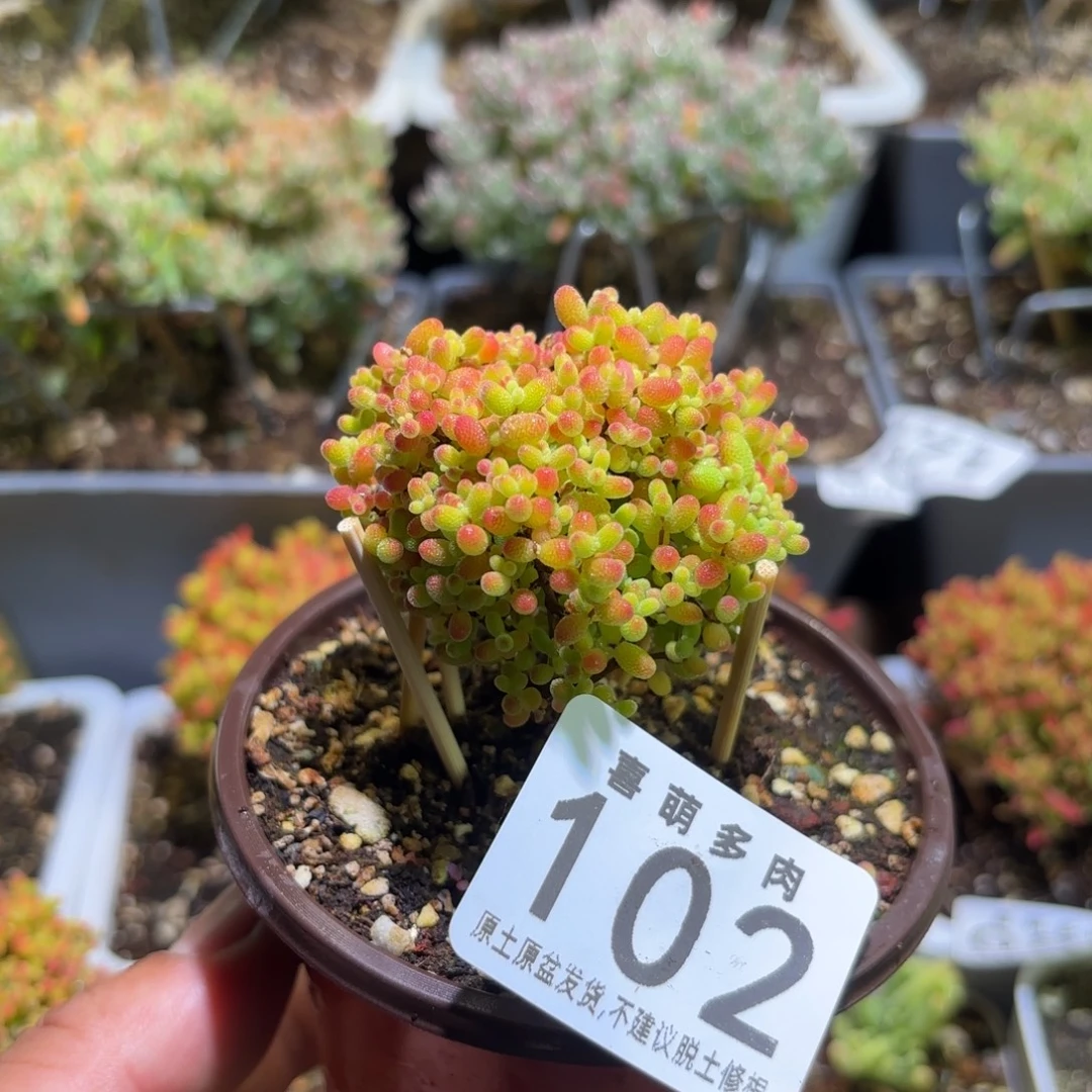 枝干番杏密橘糖球102