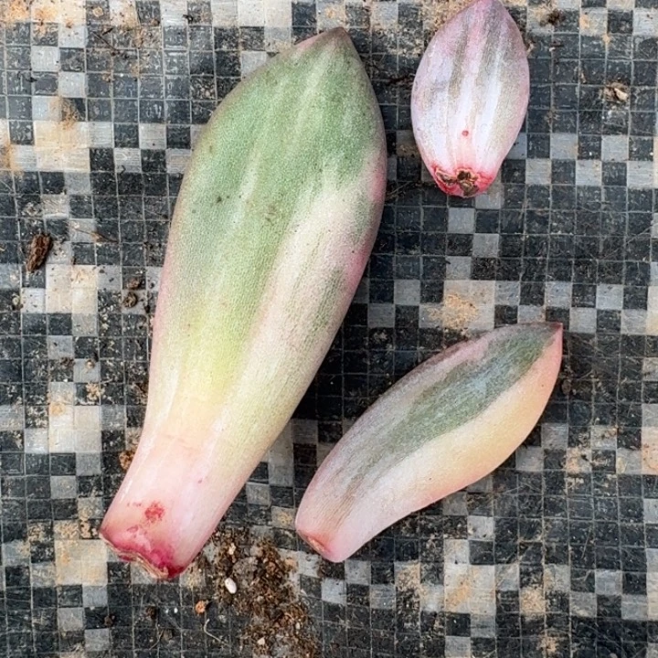 紫丽殿锦一物一拍