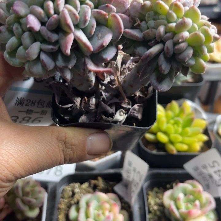 粉珍妮缀多肉植物384