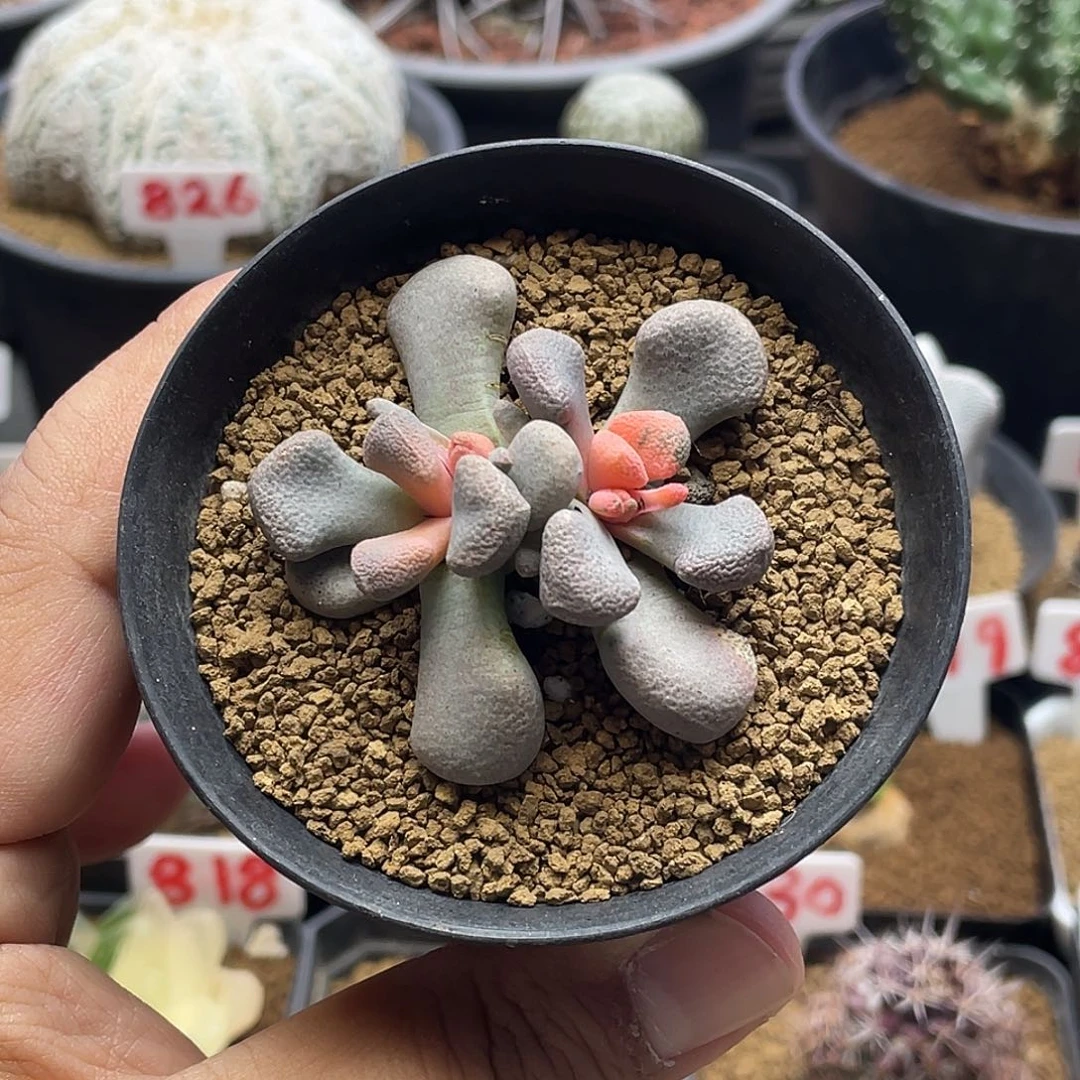 实生双头唐扇锦 带盆土包邮