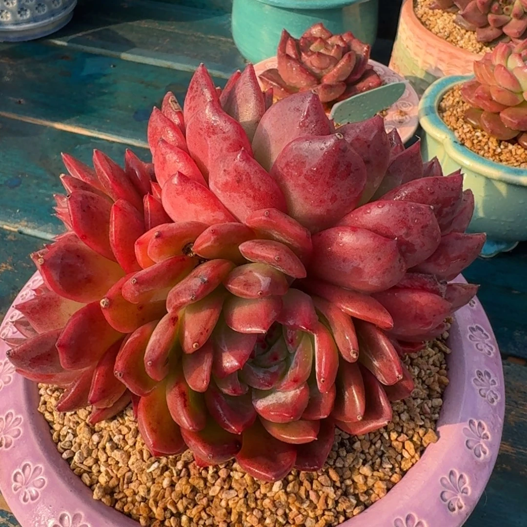 从前慢多肉精选编号1230.55