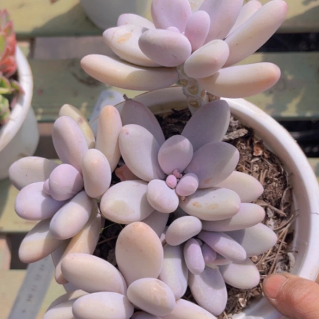 【闪购商品】原始奶1076