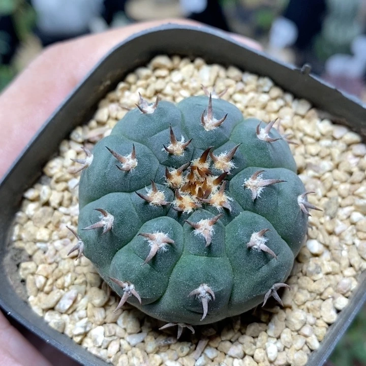 243号实生猫爪天平4.5cm
