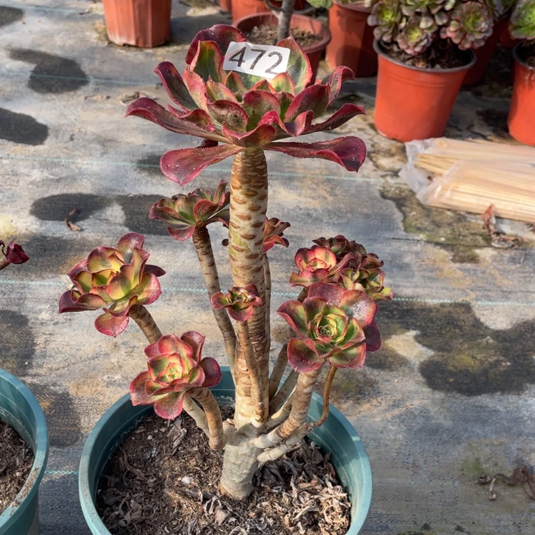 c****6魅影杆子有伤多肉植物