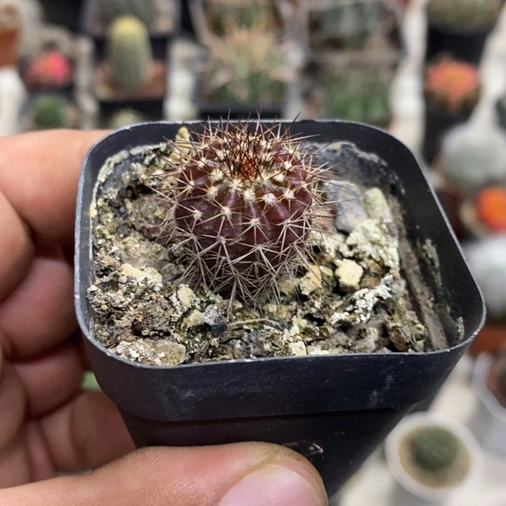 实生紫皮尤博球特价