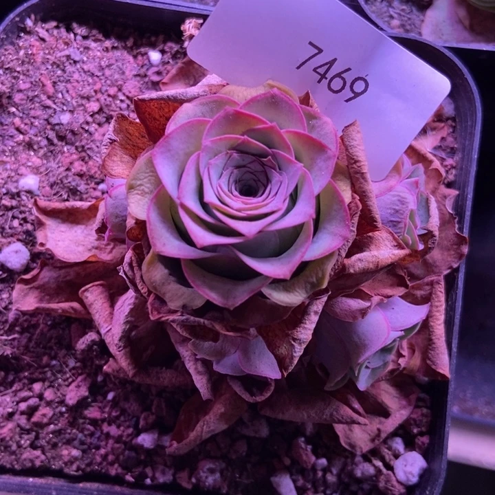 7469山地玫瑰花群