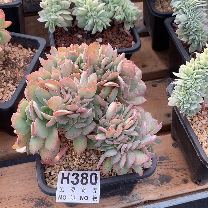 霞光缀化 非偏远38包邮 节后发