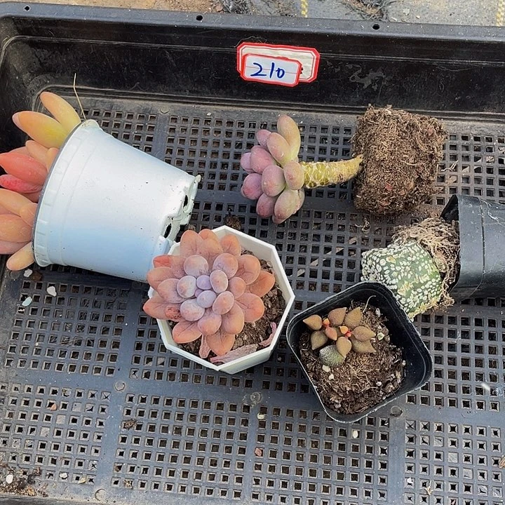 E***r210号筐带盆土发货