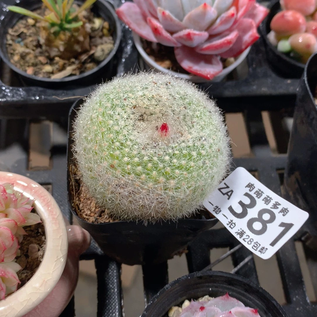 肉萌萌拇指盆精控多肉ZA381