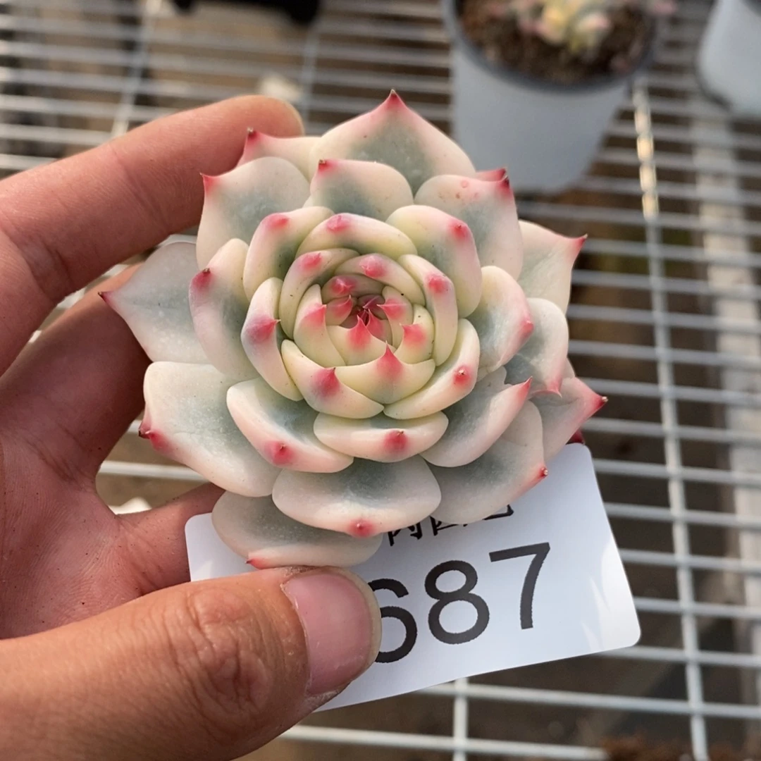 吉娃娃多肉植物8687
