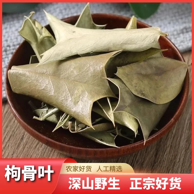 枸骨叶自然晒干狗骨叶狗猫儿刺八角刺八叶刺泡水干货包邮另售栀子