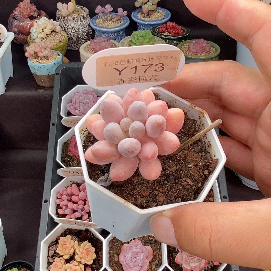 0173 粉色恋人 4cm