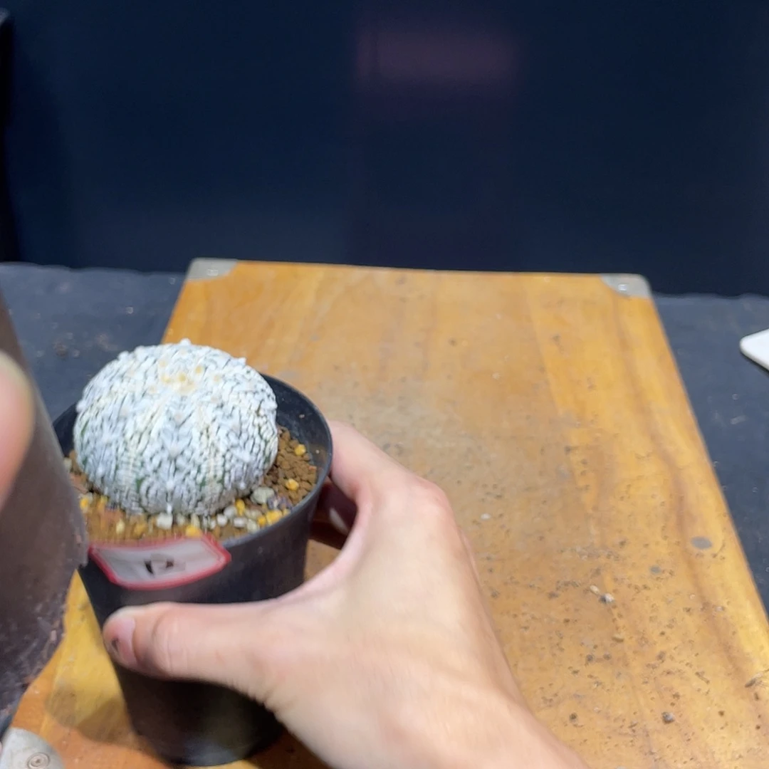 13号实生福利战损v兜