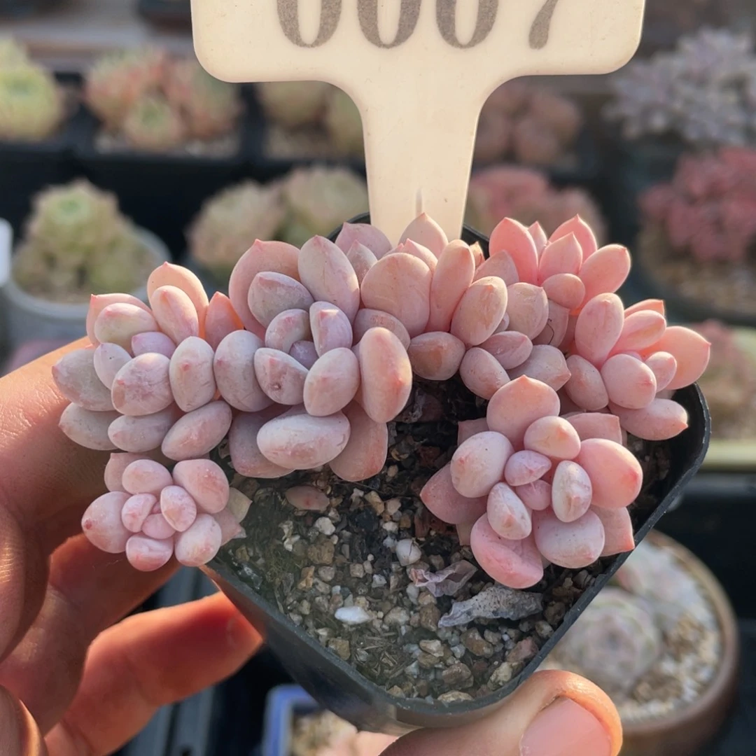 故***^0007不认识不带盆7厘米