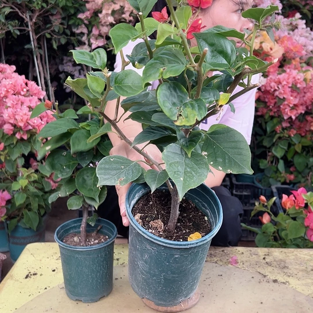 当前无花栽培后可以开花哪吒掌中宝一棵