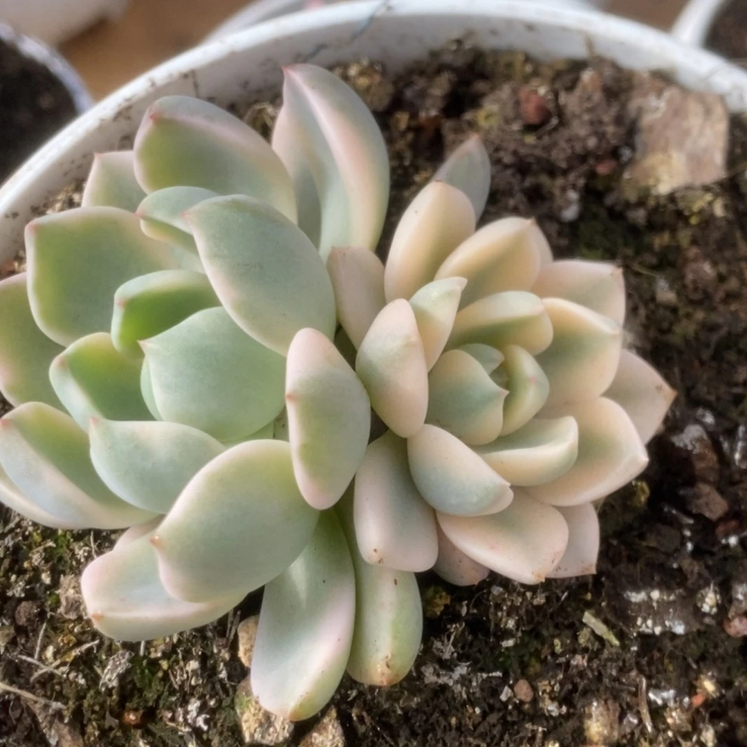 317红粉佳人锦锦锦锦