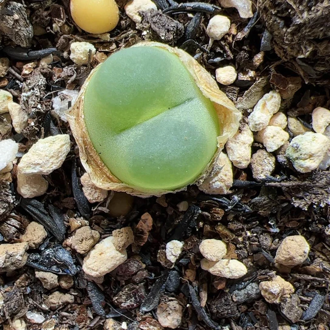 【闪购商品】128 拉登