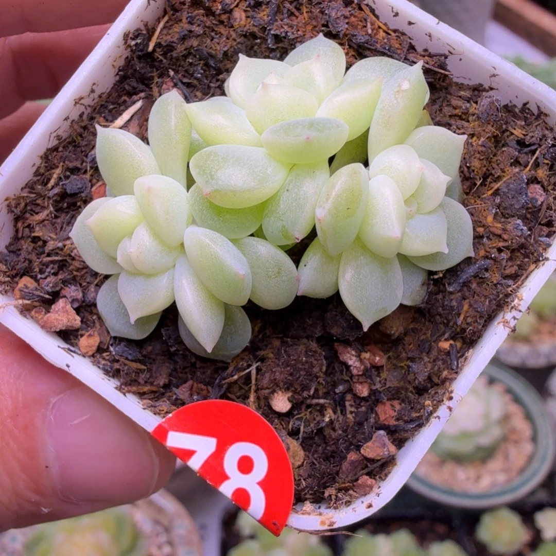 空***新78号财富蜜语一物一拍