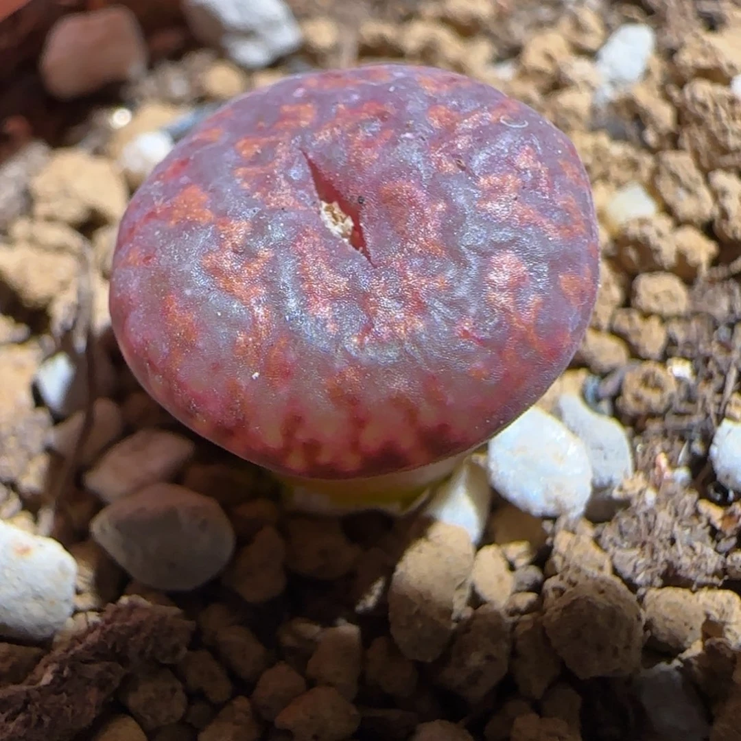 肉锥多肉植物组合-ap正红色酒红勋章1031