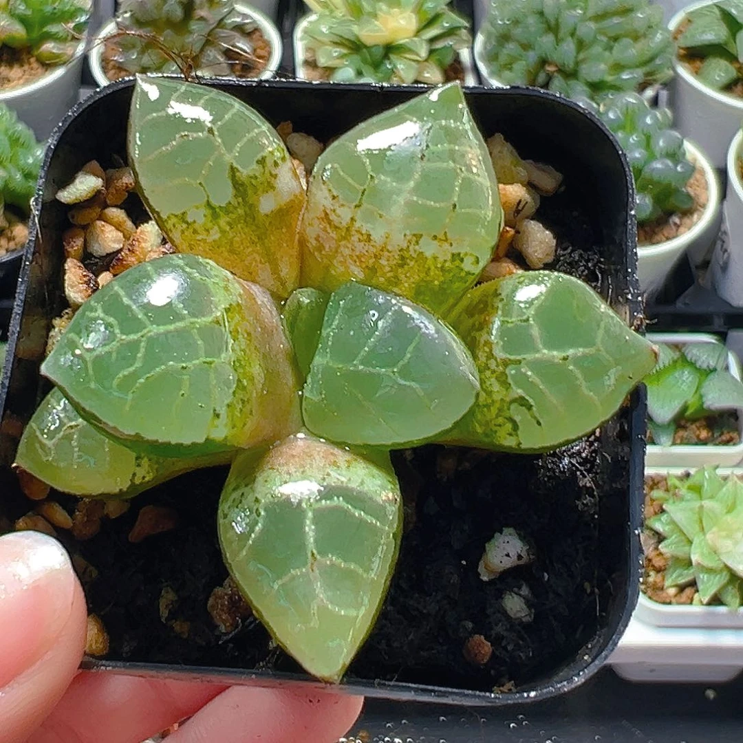 水晶寿玉露多肉植物一颗