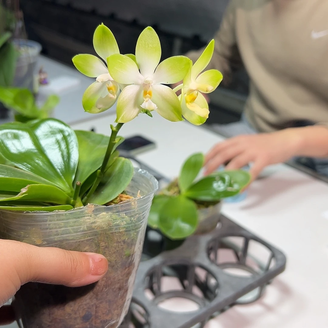 完全开放冰镇情人果3.5寸杯叶子微瑕刚出根