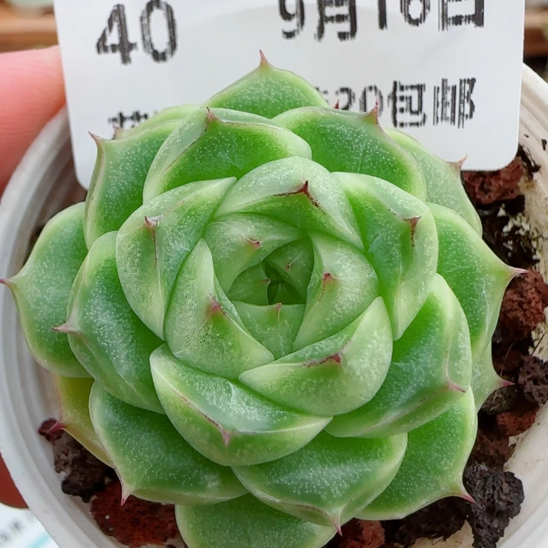 花语逸镜0916-40包子