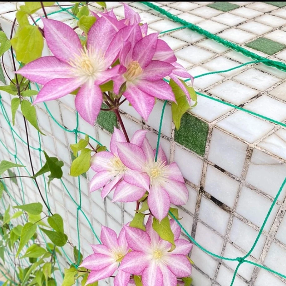 铁线莲八桥小苗(二类)