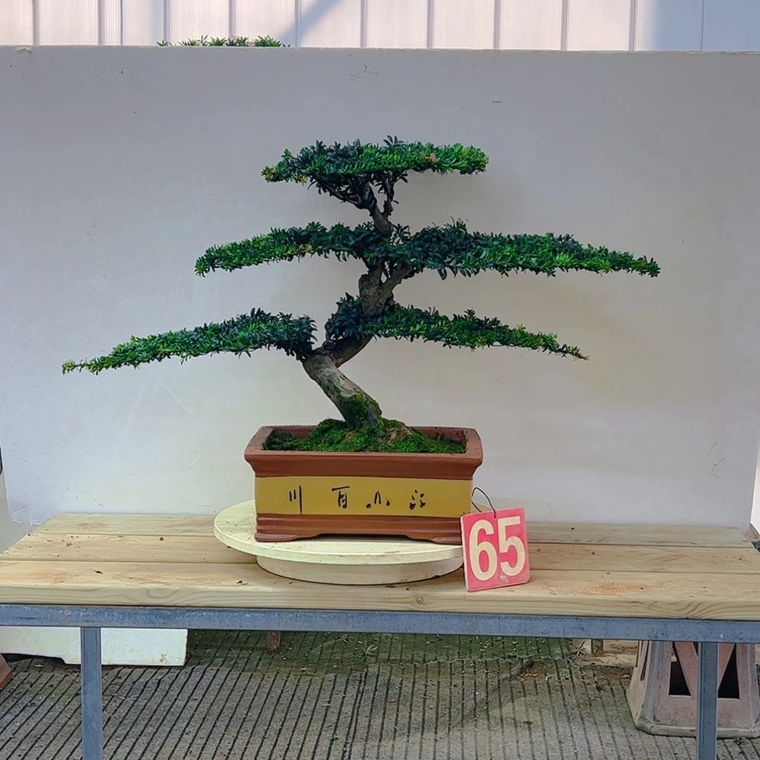 佳***机无花朵罗汉松迎客松8888