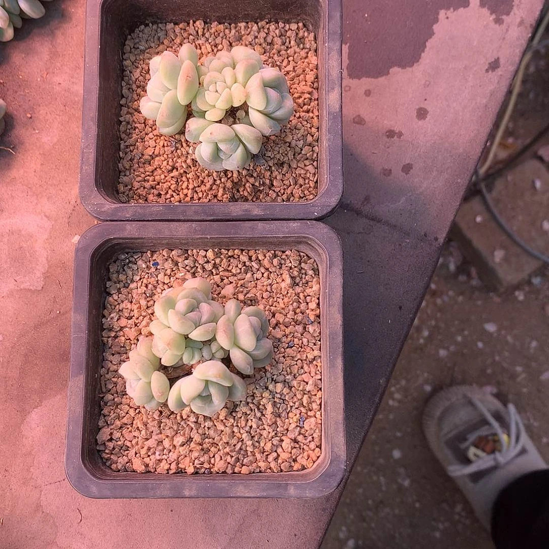 雪*花一物一拍，冰玉群两颗