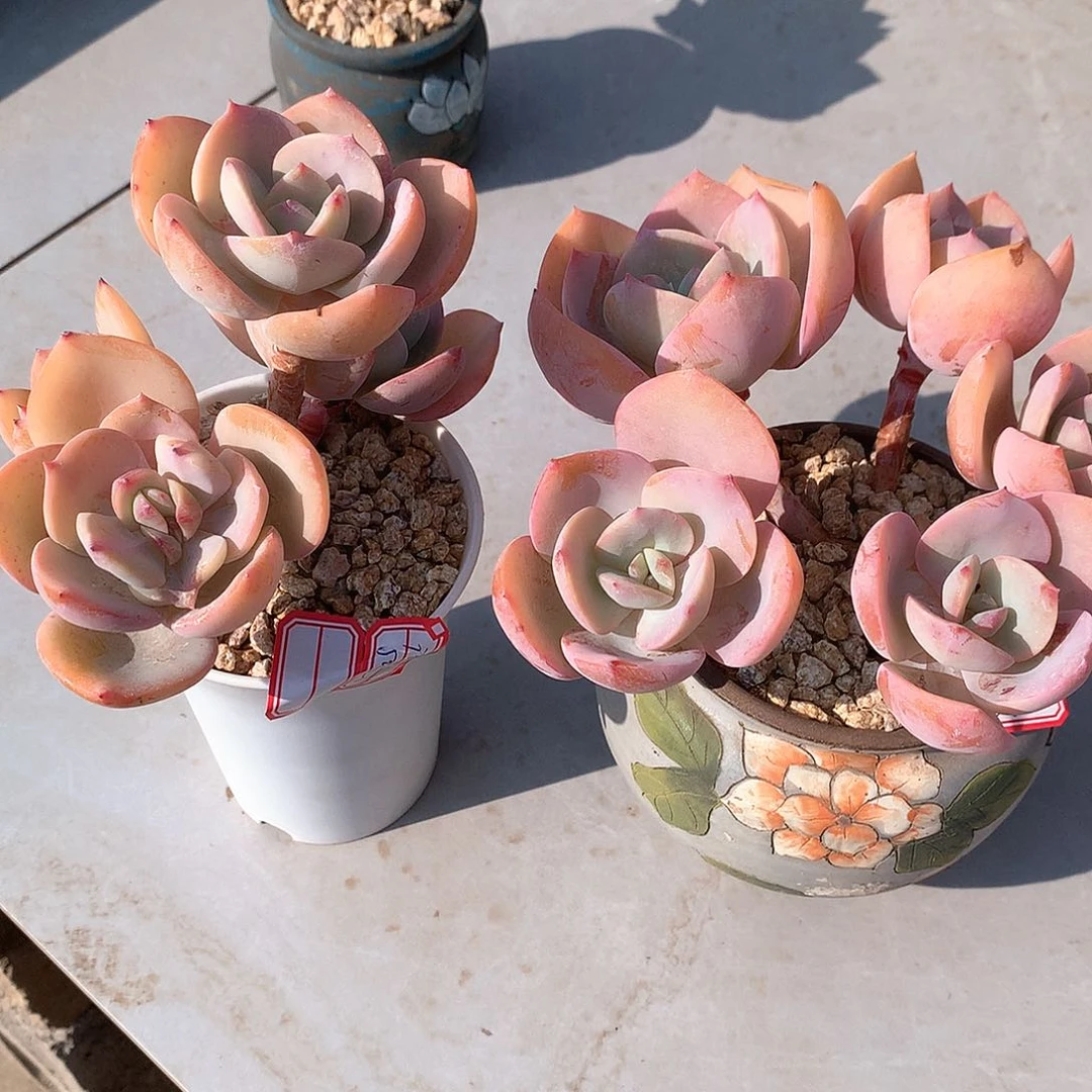 白凤多肉植物两颗